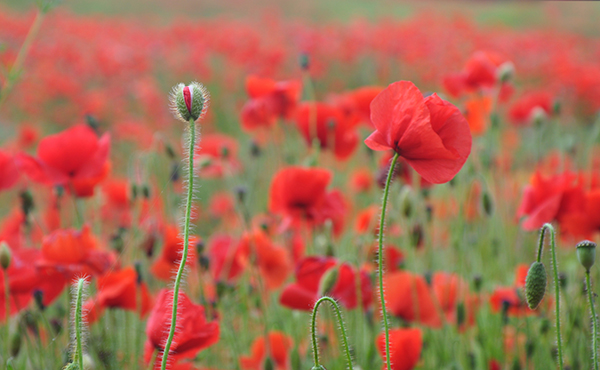 How Did The Poppy Become A Symbol Of Remembrance (2023)